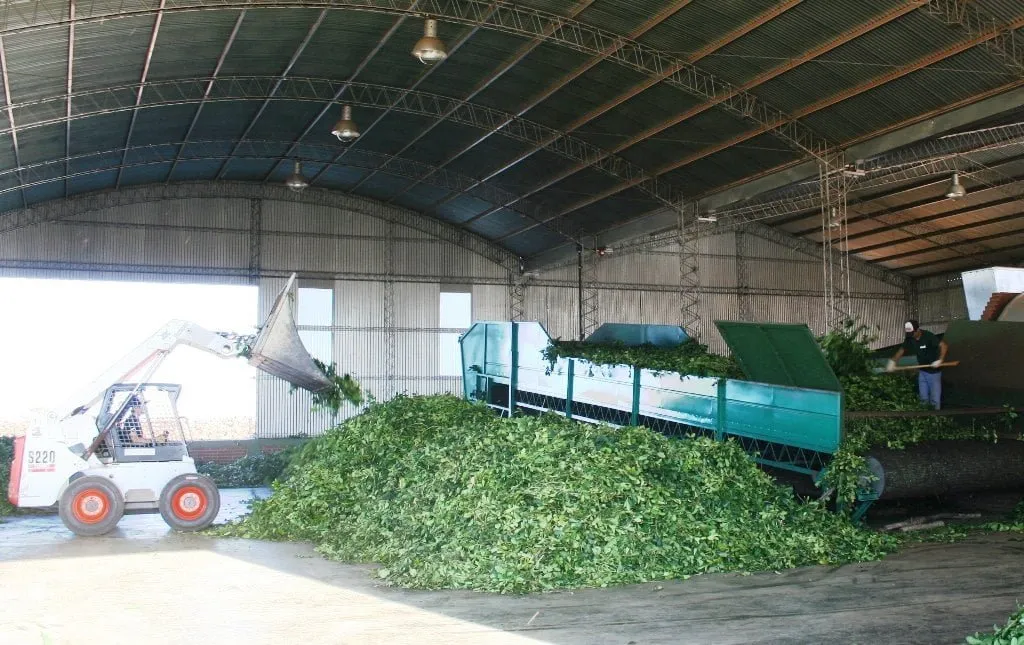 Secadero de yerba mate